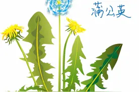 夏天用蒲公英泡水喝，原来有这么多好处，难怪有人爱不释手图片