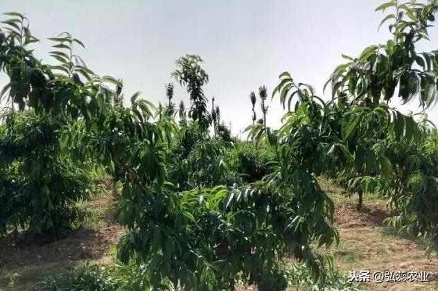 解密螯合氨基酸水溶肥
