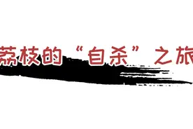 为了阻止荔枝集体"自杀"，古往今来荔枝控们费尽心机（菲李漫画）图片