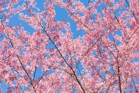 红叶樱花栽培技术，采用嫁接模式做好生长的基础，促进樱花成活率图片