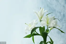 哭泣的百合花图片