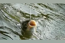 浅析：鲢鳙装备选择，如何避免正口少、锚鱼、切线图片