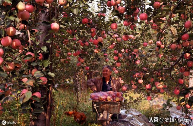 如何提高苹果花芽分化的的数量和质量？这六个技术要点要明确