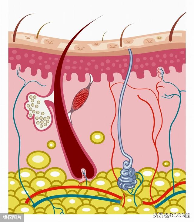 鐢ㄤ簡寰堝鈥滆吹濡囬湝鈥濈毊鑲や粛鐒朵笉濂斤紵瀛︿細杩?鎷涳紝杞绘澗閫夊鎶よ偆鍝? onerror=