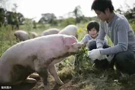 宰前及宰后检疫的技术，有效保障肉类卫生安全，吃放心肉图片