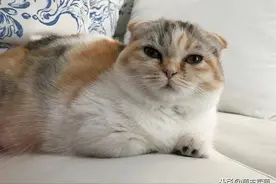 漂亮可爱的三花折耳猫咪萌宠图集图片