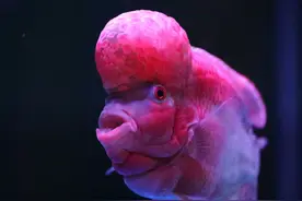 鱼的食性决定了吃什么，决定着喂什么，你该怎样科学合理的喂鱼？图片