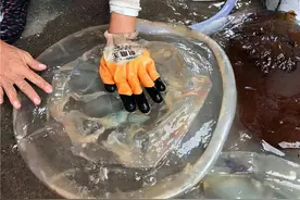 我们平时吃的都是海蜇皮和海蜇头，海蜇的身子到哪里去了？图片