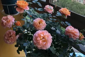 盆栽月季“果汁阳台”，四季花开不断，养护很简单，适合新手花友图片