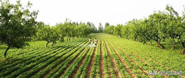 都在用的肥料，大家对它真正了解吗？