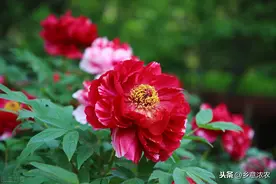 牡丹的种植技术，你了解多少？这里有具体方法图片