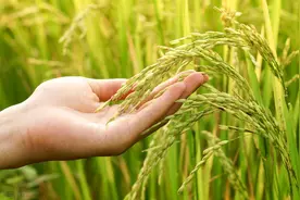 只有知道水稻秧苗死亡的原因，才能及时的做出补救措施图片