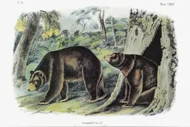 长白山这大婶真英雄！凭着一根红布裤腰带赤手捉到一只大公熊图片