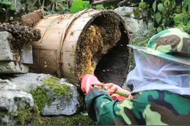 诱蜂桶来蜂，怎样取出桶盖，才能避免蜂群出现不必要的损伤？图片