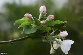 苹果树疏花有技巧图片