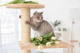 猫咪喜欢磨爪子，背后的原因有点出人意料，你又了解多少呢？图片