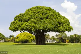 学会这几点，大树的移植方法和管理技术，提高大树移植的存活率图片