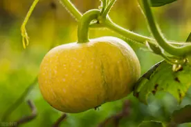 南瓜只开花不结果严重影响产量，让南瓜挂满藤的技巧图片