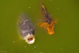 古老的捕鱼方法图片