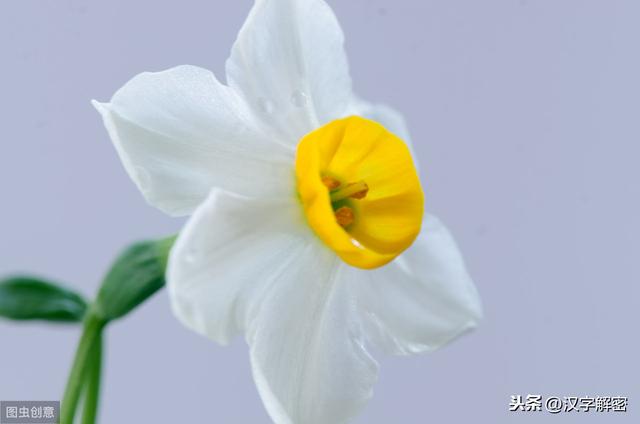 水仙花的花语寓意这么好？还被称为腊月花神，值得收藏