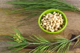 松针实用案例：松针提高免疫力，迎接人生第二春图片