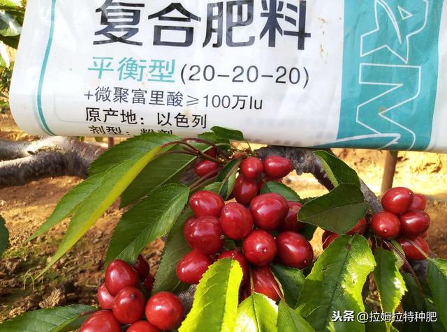 氨基酸在农业上有哪些用途？为啥大家都爱用含氨基酸水溶肥？