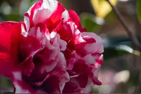 茶花是个“慢性子”，顺着性子养，结果很满意图片