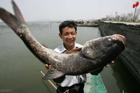 70多岁的民间“鲢鳙王”，为什么让钓友“神憎鬼厌”？图片