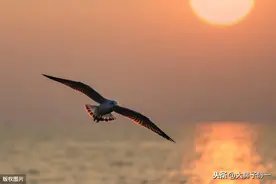 《海鸥乔纳森》：平凡的海鸥，却给我们诠释了自我成长的真谛图片