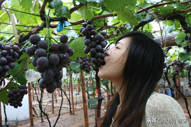 葡萄为什么必须补钙？什么时间补？如何补？用什么方法、什么肥？