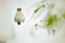 余生：往事清零，爱恨随意，一切都淡淡的图片