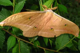 老农说：“一旦公羊欲望差，雄蚕蛾儿请到家”，雄蚕蛾儿有用吗？图片