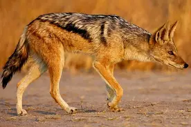 鬣狗、猎狗、豺狗、野狗傻傻分不清楚，看完这篇您就明白了图片