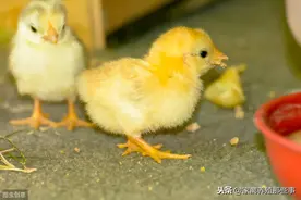 病鸡排出的粪便呈绿色或者黄白色，且污染肛门周围的羽毛怎么治？图片