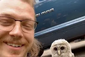 猫头鹰也能和人类交朋友图片