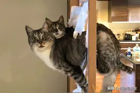当猫咪释放天性，这个纸格子门慢慢地被摧残成了~猫爬架图片