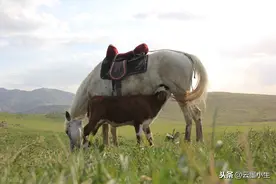 小牛出生40天，母亲因为狼群袭击死亡，好心的马儿给它喂奶图片