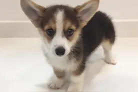 医生把柯基抱在怀里，小家伙挣扎：还要抱多久？图片