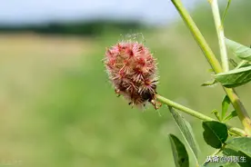 甘草用于脾虚 心悸 咳嗽 痹症 痈疮等10种情况 效果好图片