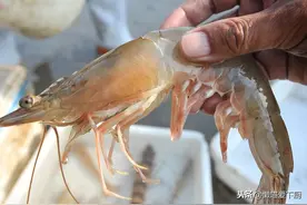 同样是虾，基围虾、白对虾、明虾有啥区别？建议弄明白再买图片