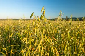 无公害燕麦生产技术，播前准备、播种、田间管理、病虫害防治图片