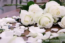【白玫瑰】——我足以与你相配图片