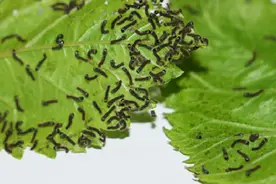 怎样让孩子有耐心，带孩子一起养蚕宝宝图片