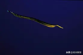 海蛇中毒性第一的蛇类——钩鼻海蛇，毒性并肩银环蛇，却是条丑蛇图片