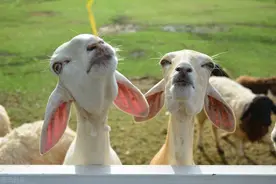 羊肺丝虫病、羊绦虫病、羊硬蜱虫病等重点寄生虫病的综合防控图片