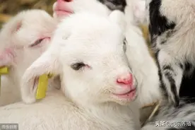 羔羊拉稀怎么办？养羊户不要盲目用药，应根据病因科学防治图片