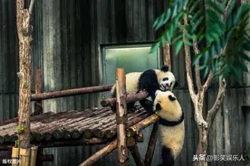 《熊猫的故事》黑白团子，奶凶奶凶的，就是那么吸引世人的目光图片