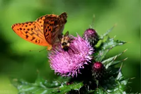 春风来不远，山花烂漫时，读关于山花的古诗，品时光里的故事图片