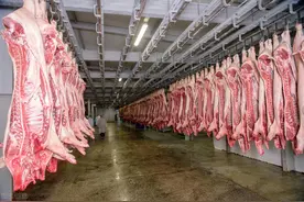 澳大利亚一屠宰厂临时移民工人接受采访：放弃争取永居想回中国图片