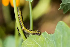高效氯氟氰菊酯应用手册，注意这5点，死虫快、持效期长图片